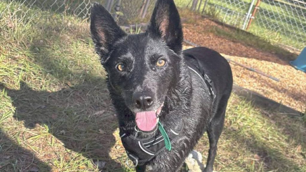 Meet Sailor - Spotlight on Adoptables