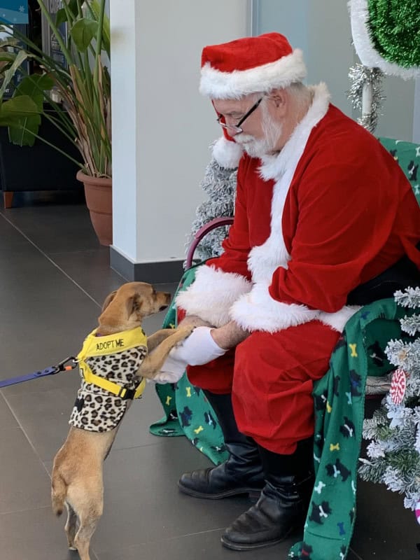 Gingersnap, a tan terrier mix from The Animal League, stands on the floor with his front paws in Santa's hands. Santa sits in his fleece-lined chair between two Christmas trees, intently listening to Gingersnap's Christmas wishes.