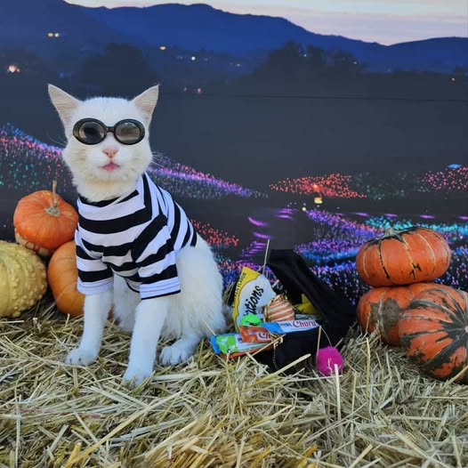 Wag-O-Ween contest winner for 2025, Ghost; a white shorthaired moggy wearing black and white stripy T-shirt and dark goggles. This cat burglar sits by his stash of halloween candy and pumpkins.