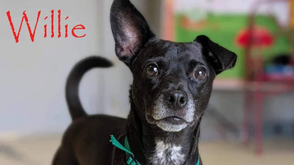 Meet Willie - Spotlight on Adoptables