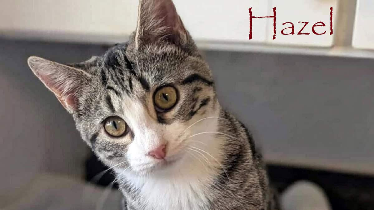Meet Hazel — Gentle, Playful, and a Little Shy