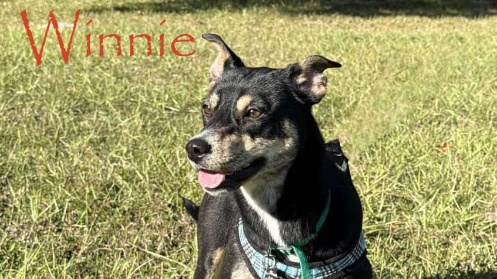 Meet Winnie - the snuggle queen with a heart of gold