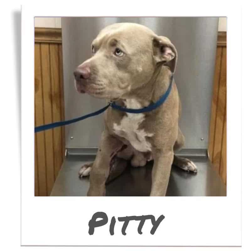 Blue Fawn American Pit Bull Terrier, Pitty