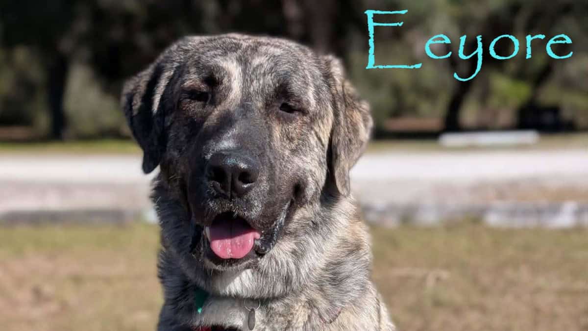 Meet Eeyore, the 130lb brindle and white lap dog!