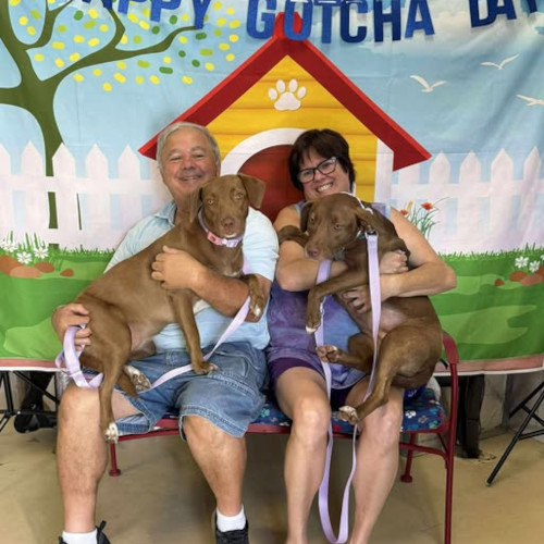 Auburn and Ginger, both brown/tan and white Labrador Retrievers, receive cuddles from their human parents.