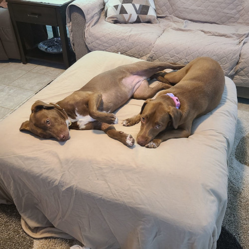 Auburn and Ginger sharing a bed and looking very relaxed and comfortable.