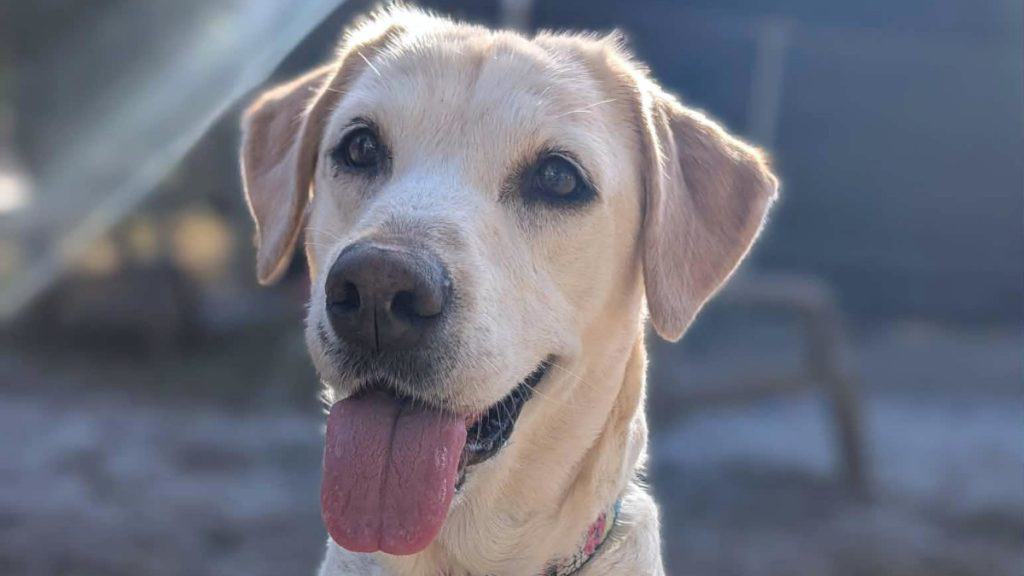 Meet Marshmallow - a sweet yellow/blond Labrador Retriever