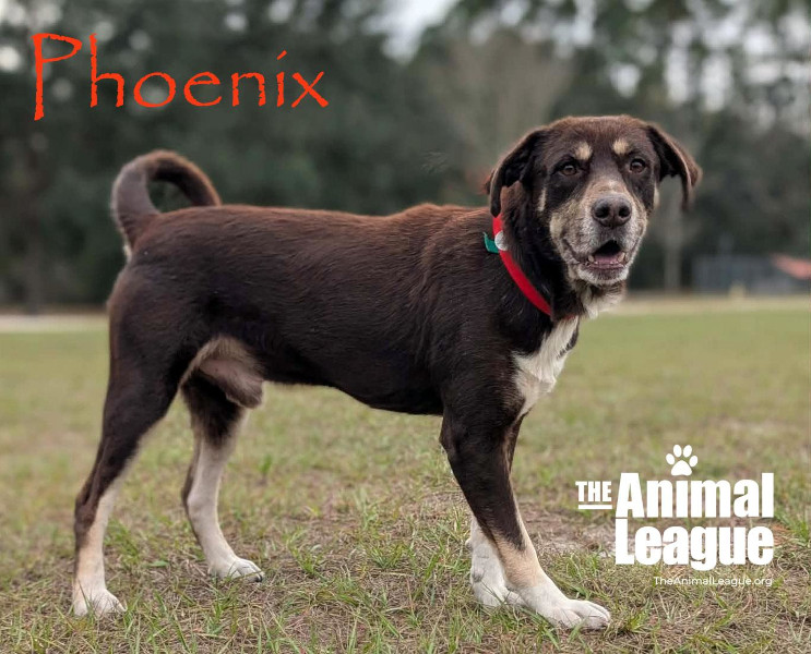 Phoenix stands proud, with a thick, healthy coat, and looking full of energy.