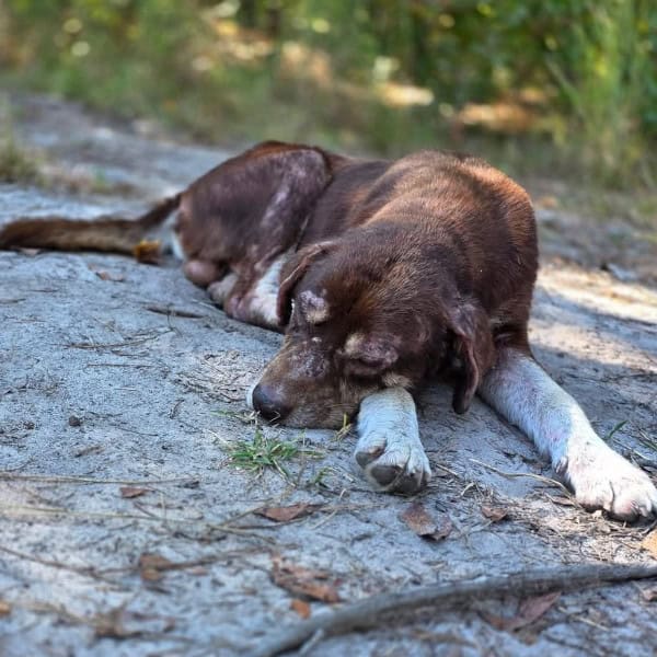 Phoenix looks undernourished and seems to have lost all hope.