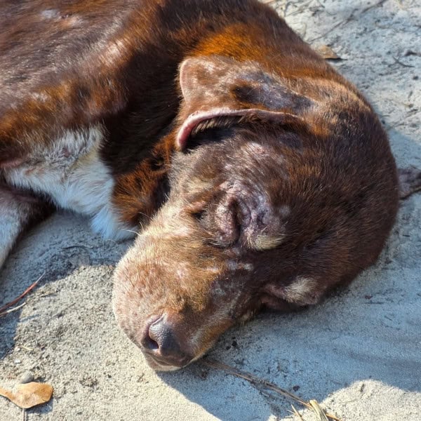 Phoenix lies on the dirt, looking depressed, lacking energy and with a thinning coat showing visible patches of skin.