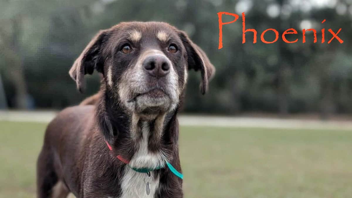 Meet Phoenix - Spotlight on Adoptables