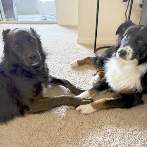 Trooper, a black, white and tan Australian Shepherd, lies on the carpeted floor of his new home, holding paws with his new buddy, Duncan.