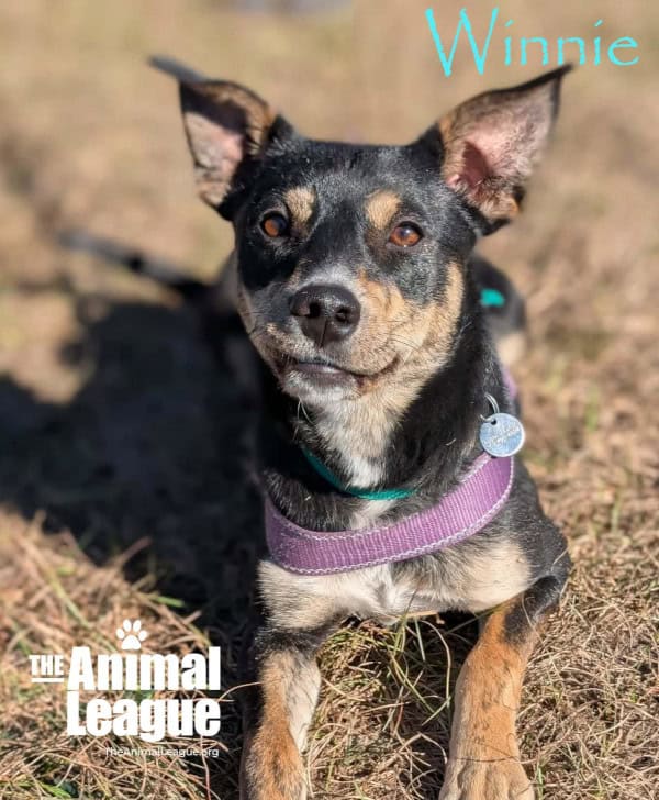 Winnie lies on her belly and looks up at the camera. Her slightly crooked smile is very endearing!