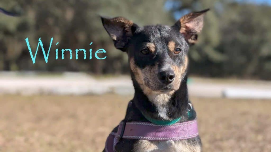 Meet Winnie, a black and tan Catahoula Leopard Dog / Chihuahua Mix