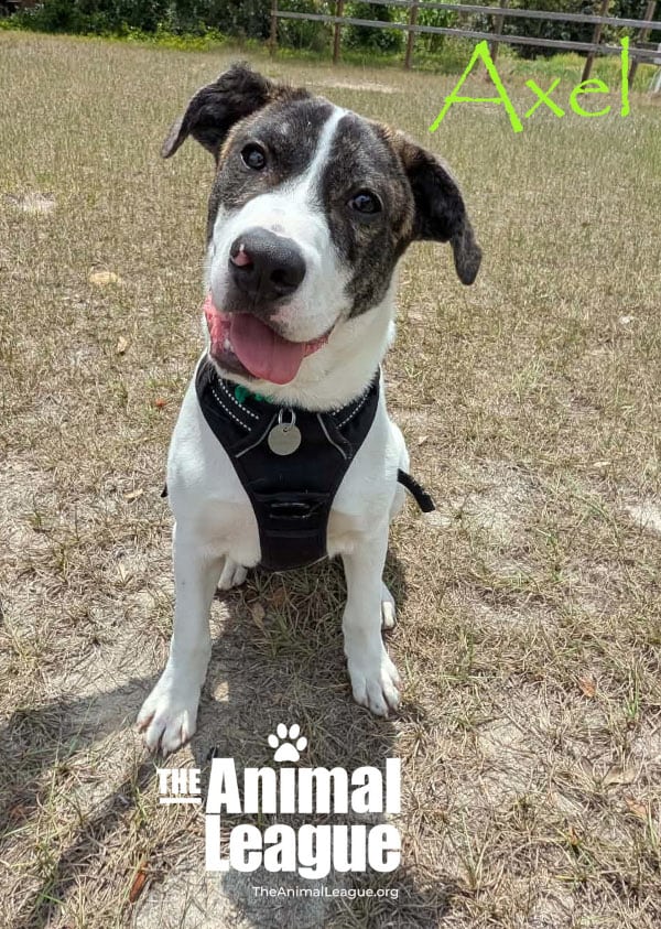 Axel