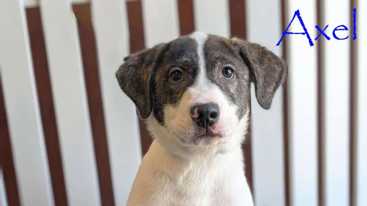 Axel, The Baby Dino Lovebug