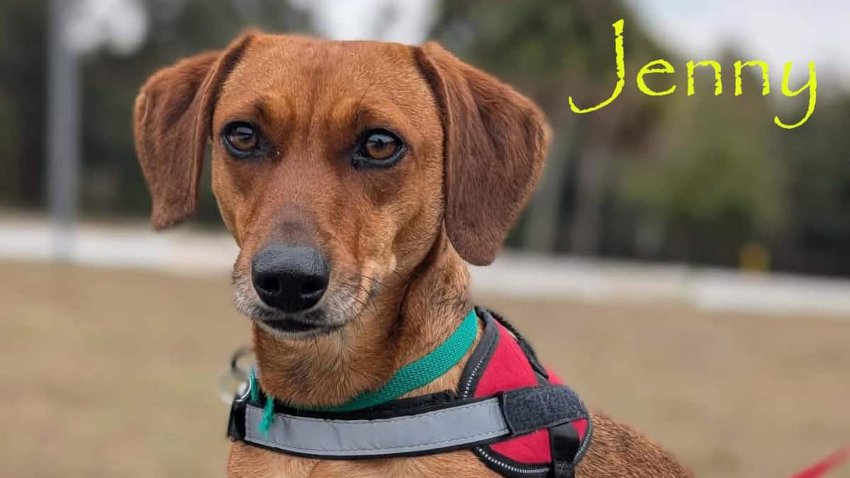 Jenny, The Loving Playmate