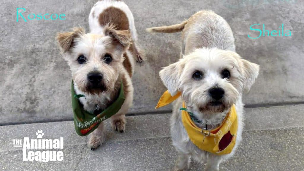Roscoe & Sheila (bonded pair)