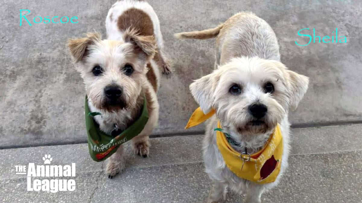 Roscoe & Sheila (bonded pair)