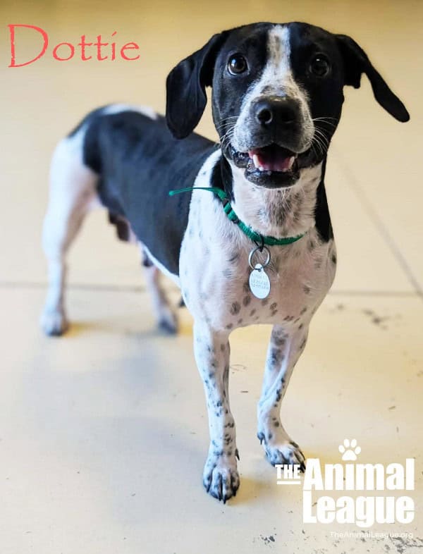 Dottie