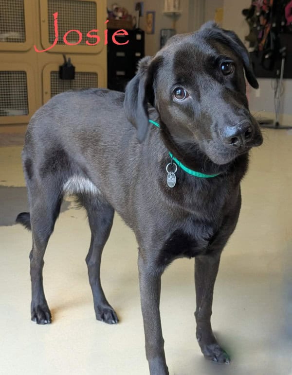 Josie