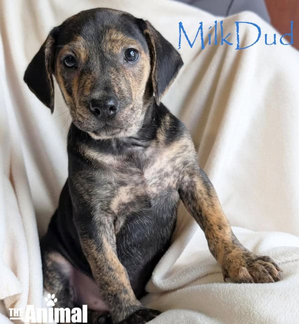 Name: Milkdud: Color: Black, Brown, and Red, Golden, Orange or Chestnut