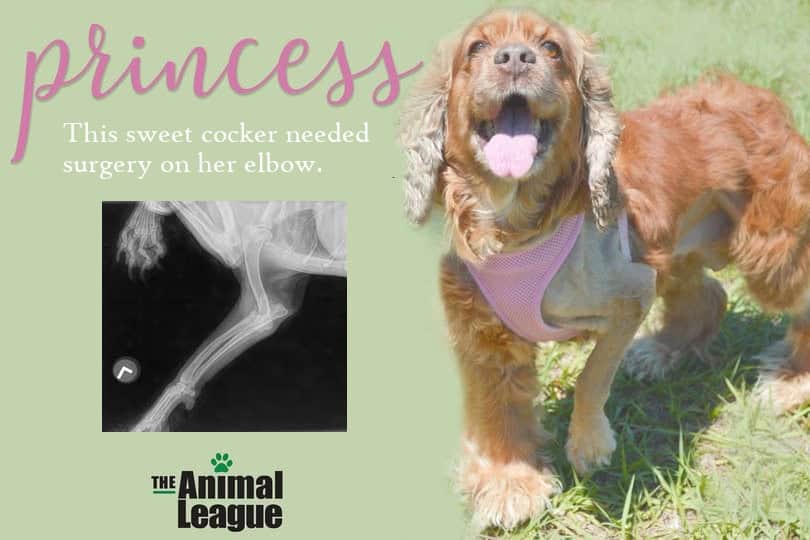 Princess, a sweet cocker needed surgery on her elbow. An x-ray shows the protruding bones. Princess, however, is a very happy dog after her first round of surgery, despite her now-shaven leg still being in an awkward position.