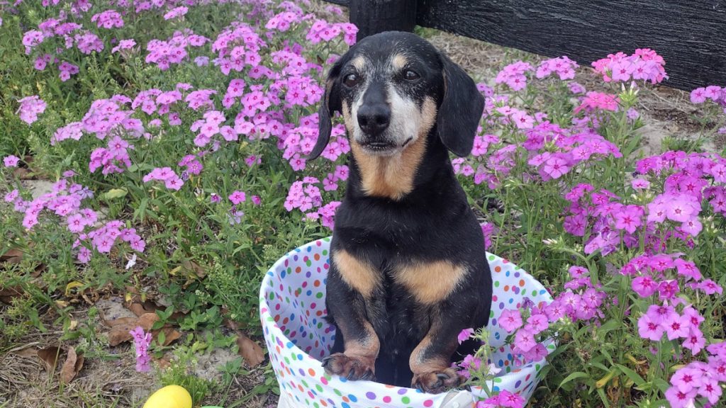 Katie’s Story: A Second Chance at Life