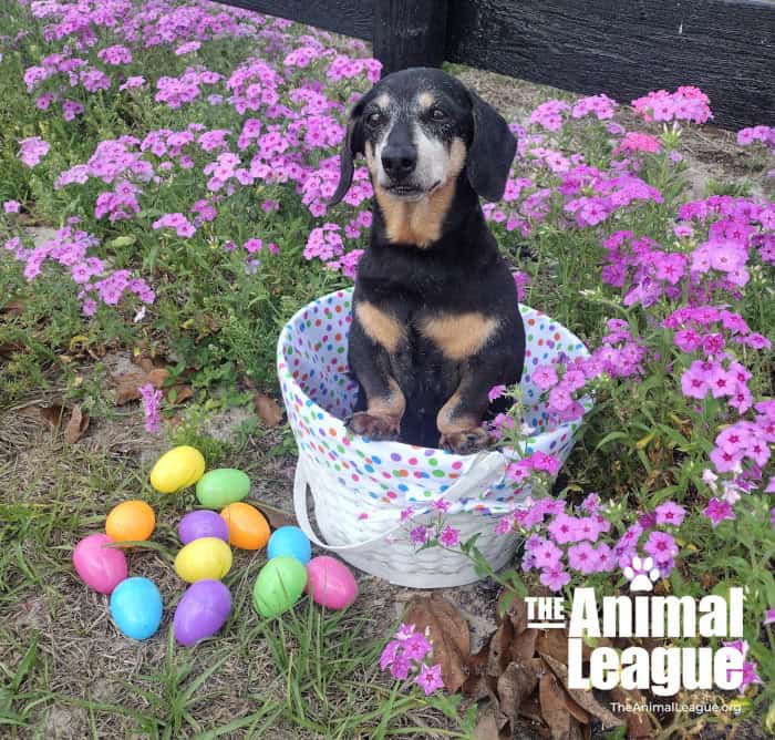 Surrounded by lilac Vernbena flowers, Katie sits in a white Easter basket with colourful plastic eggs scattered around.