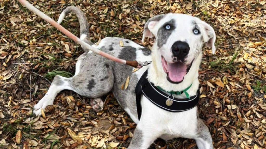 Arlo, The Playful Gentleman