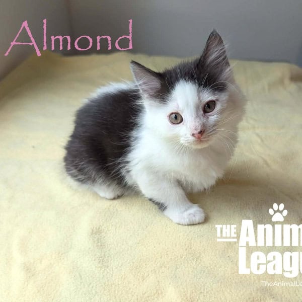Almond