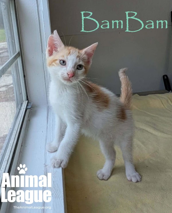 BamBam