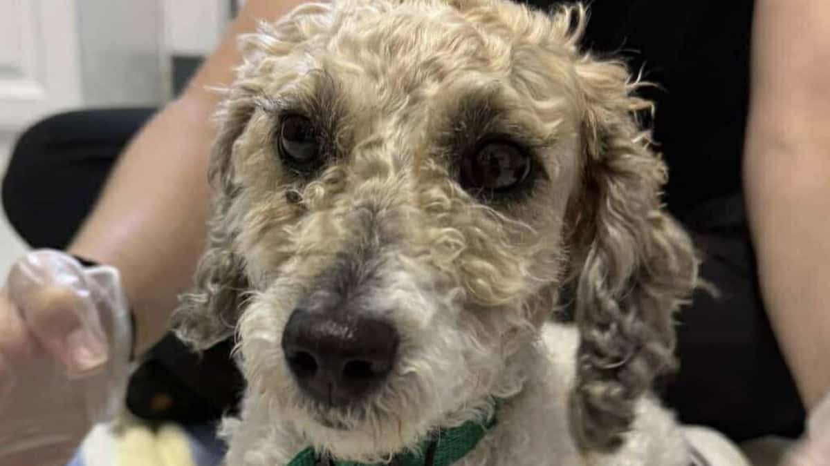 Chai Is Fighting For A Second Chance – Please Help!