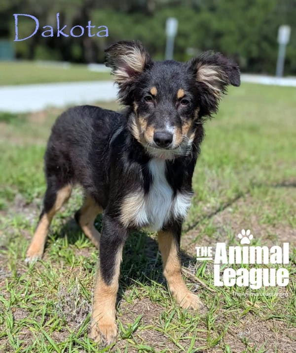 Dakota