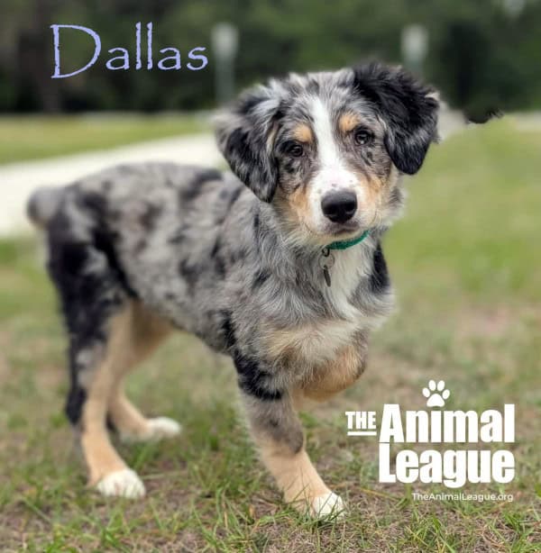 Dallas