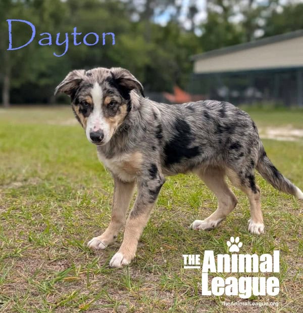 Dayton