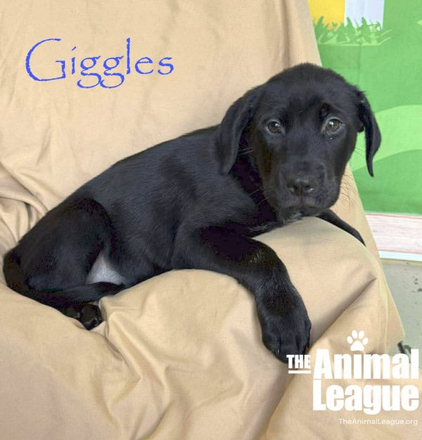 Name: Giggles, Color: Black, with a few white hairs