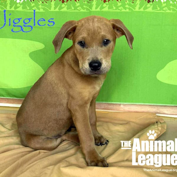 Name: Jiggles, Color: Yellow / Tan / Blond / Fawn