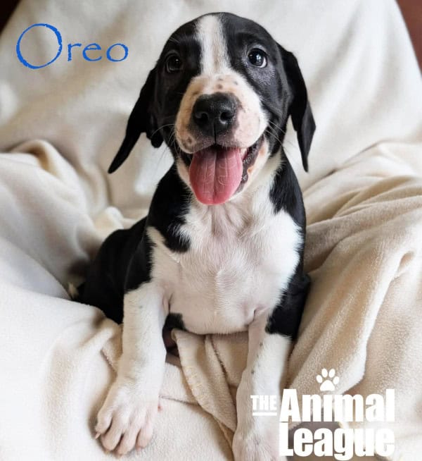 Name: Oreo, Color: Black and white