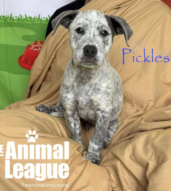 Name: Pickles, Color: Blue merle