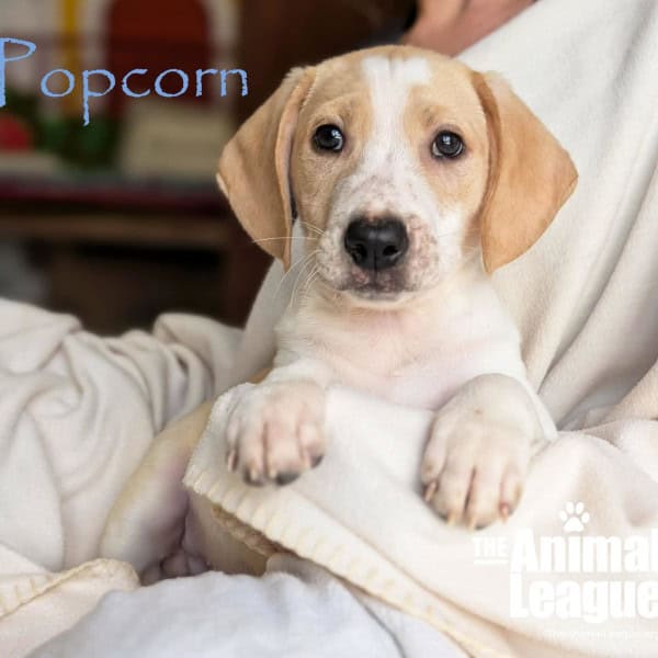 Name: Popcorn, Color: White with Tan/Yellow/Fawn markings.