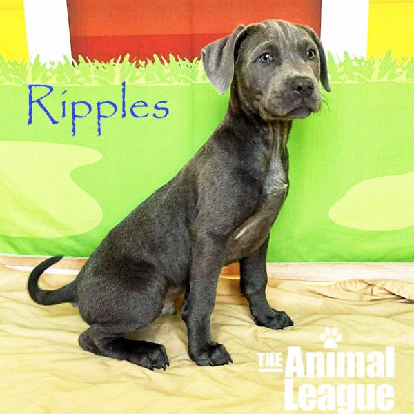 Name: Ripples, Color: Gray, Blue, Silver, Salt & Pepper