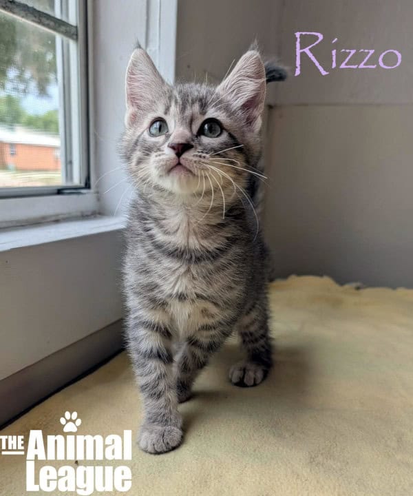 Rizzo