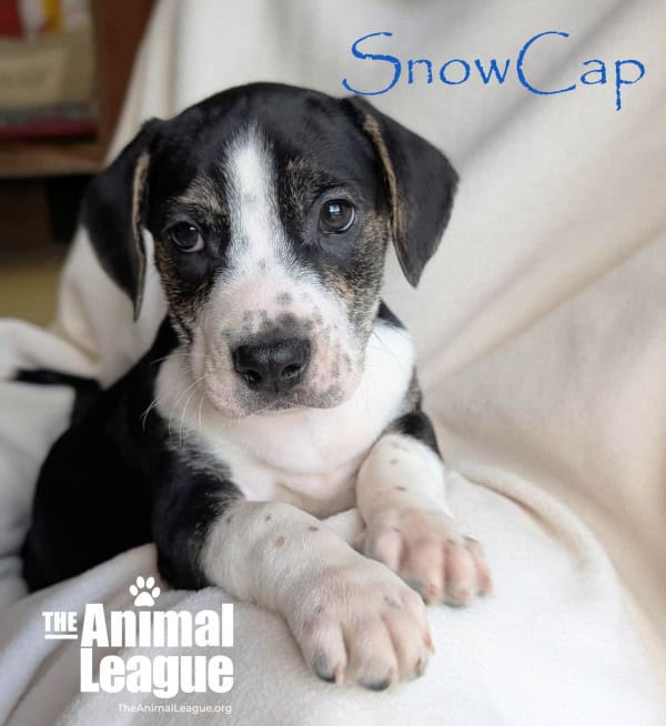 Name: Snowcap, Color: Tan/Brown & Black, with white and spotty nose, chest and feet.