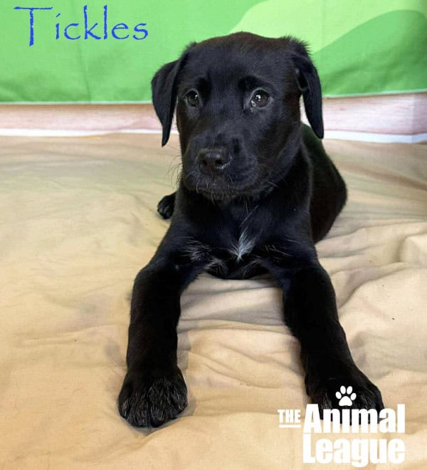 Name: Tickles, Color: Black with a few white hairs