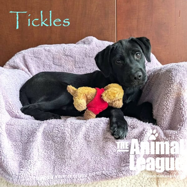Tickles