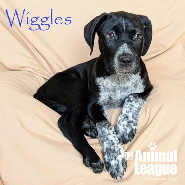 Name: Wiggles, Color: Black with Blue merle