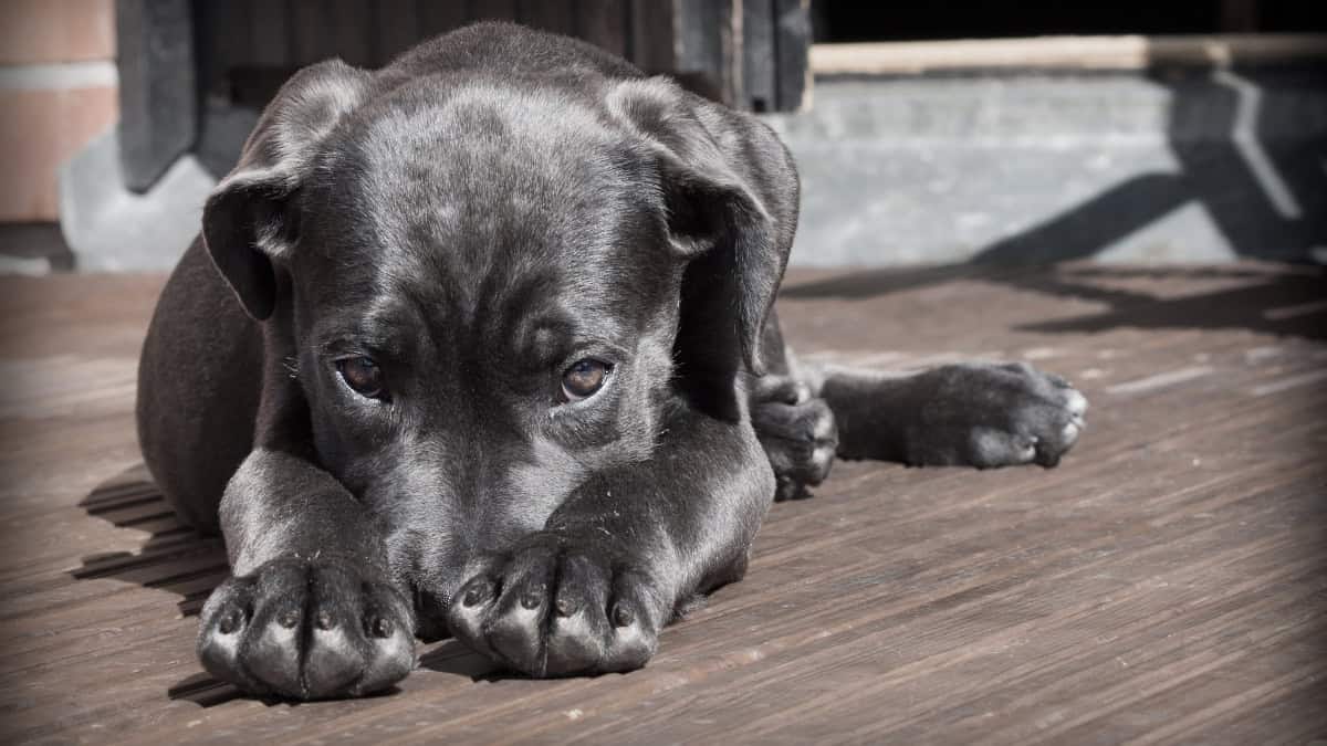 Please Consider Adopting A Black Dog or Cat