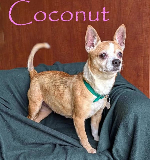 Coconut