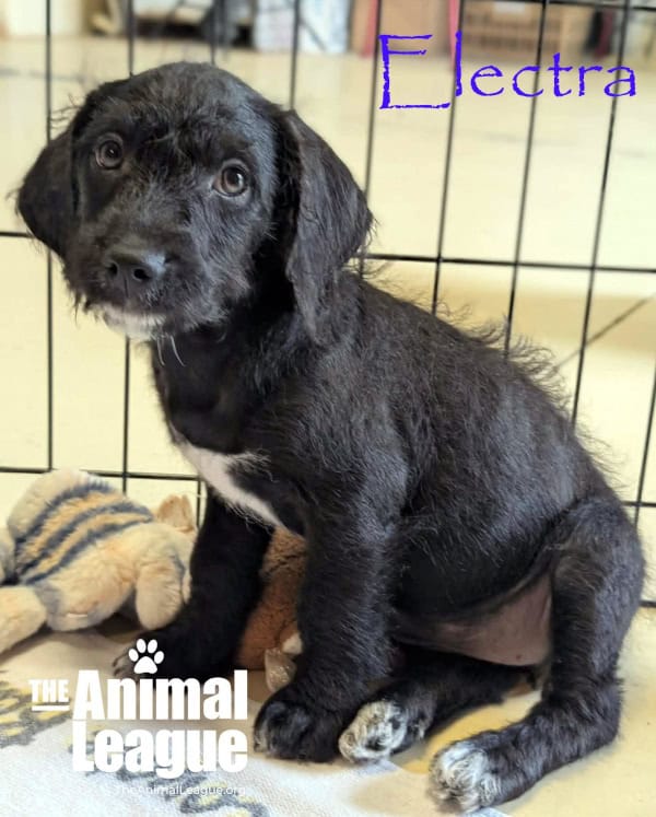 Electra